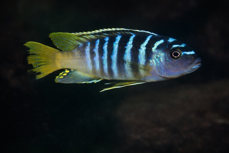 Maylandia sp. 'zebra yellow tail' Lupingu